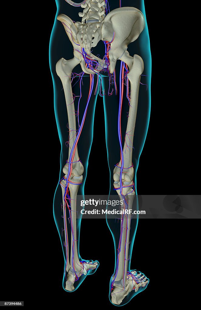 The blood supply of the lower body