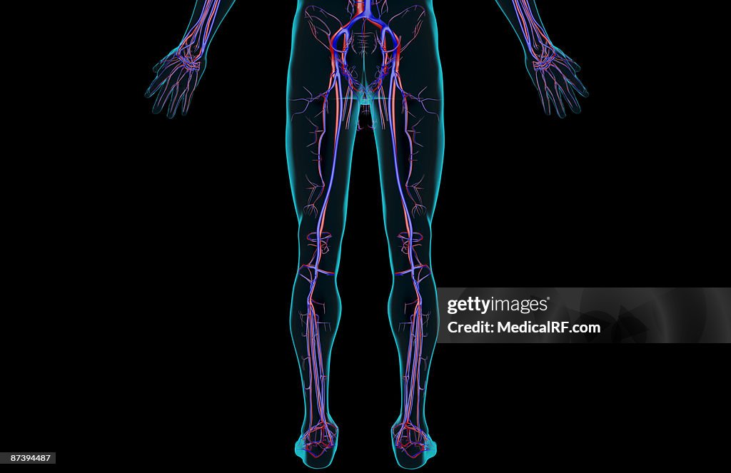 The blood supply of the lower body