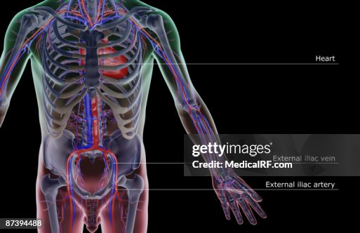 The blood supply of the trunk The blood supply of the trunk