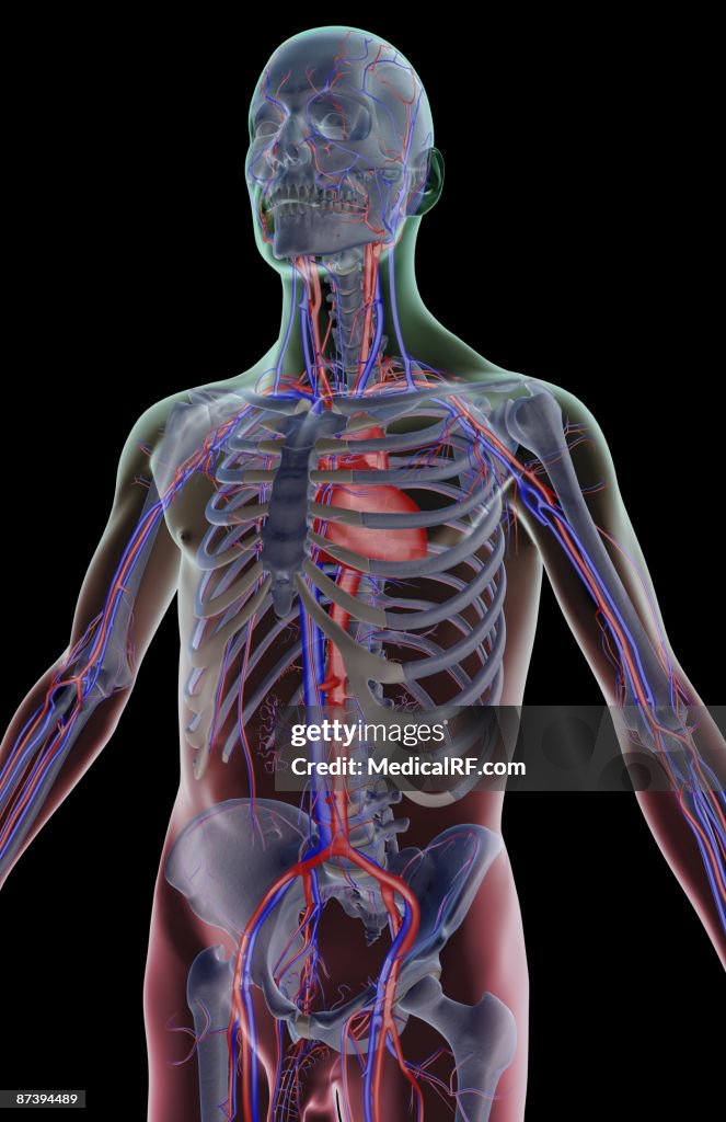The blood supply of the upper body