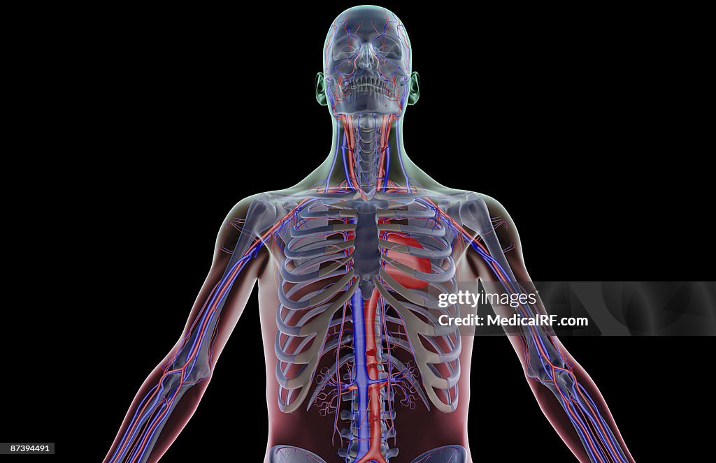 The blood supply of the upper body