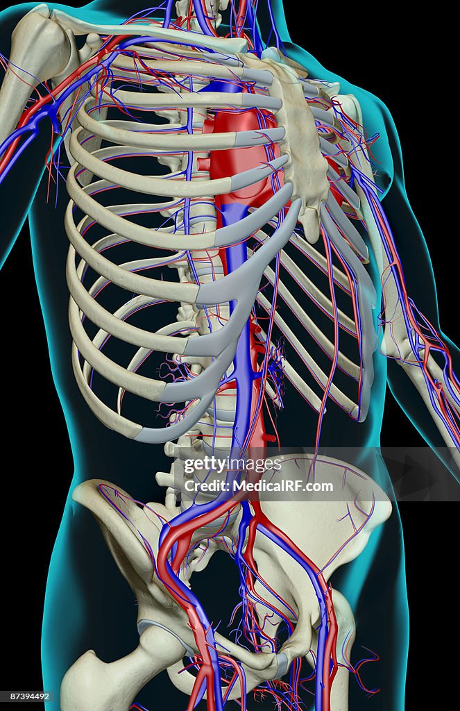 The blood supply of the trunk