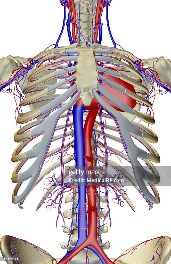 The blood supply of the trunk