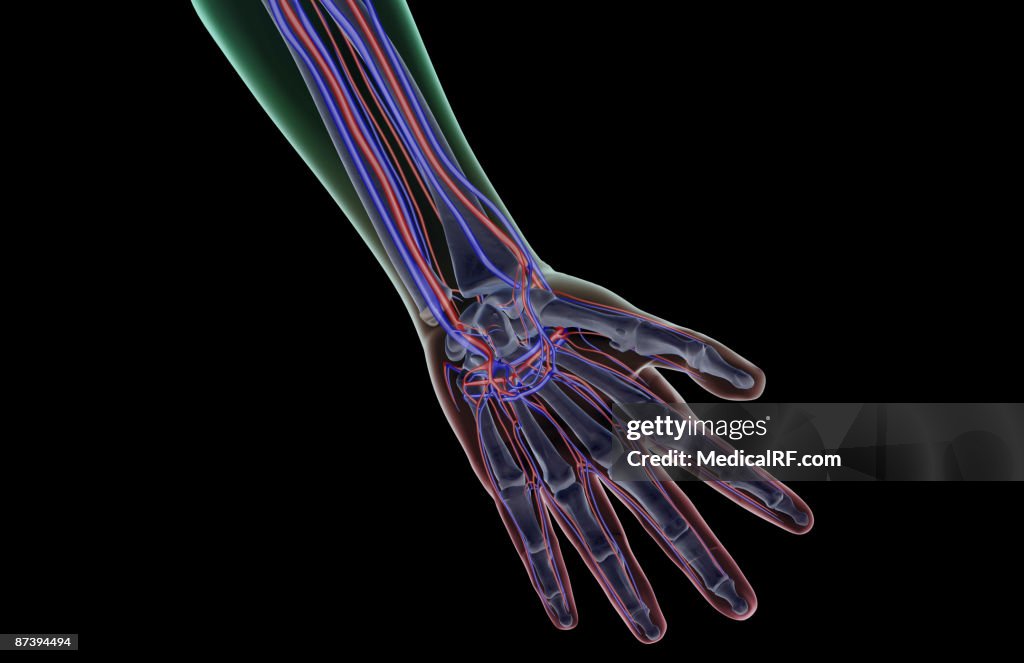 The blood supply of the hand