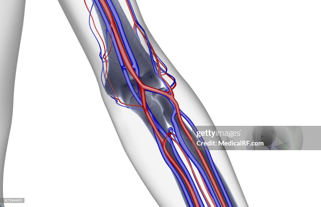 The blood supply of the elbow
