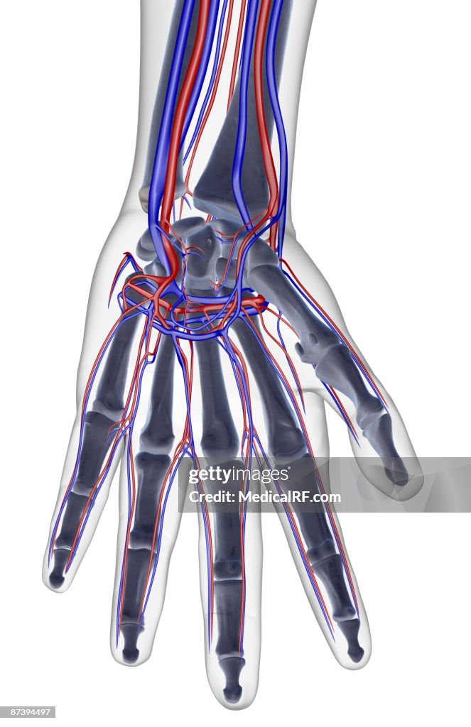 The blood supply of the hand