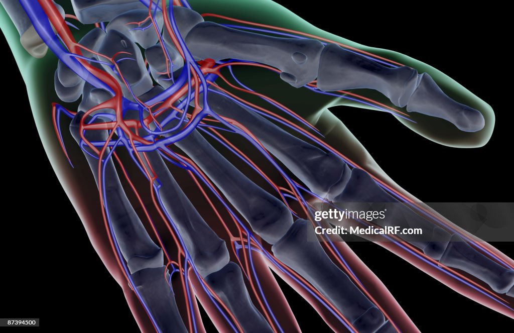 The blood supply of the hand