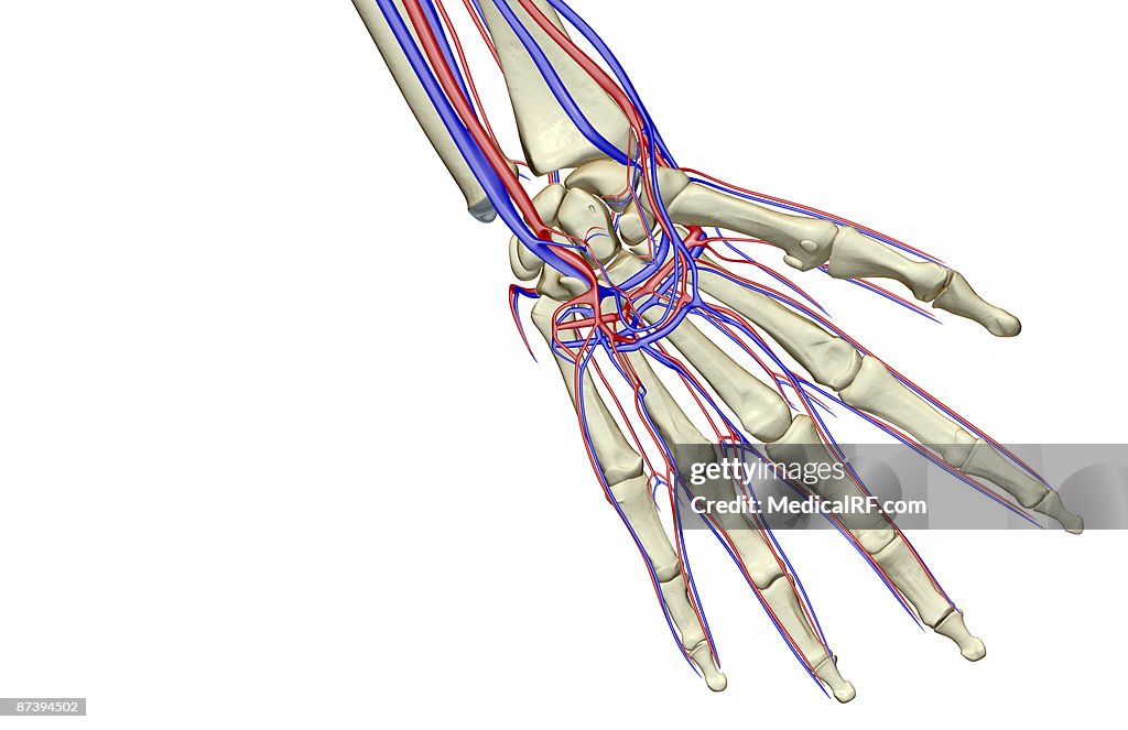 The blood supply of the hand