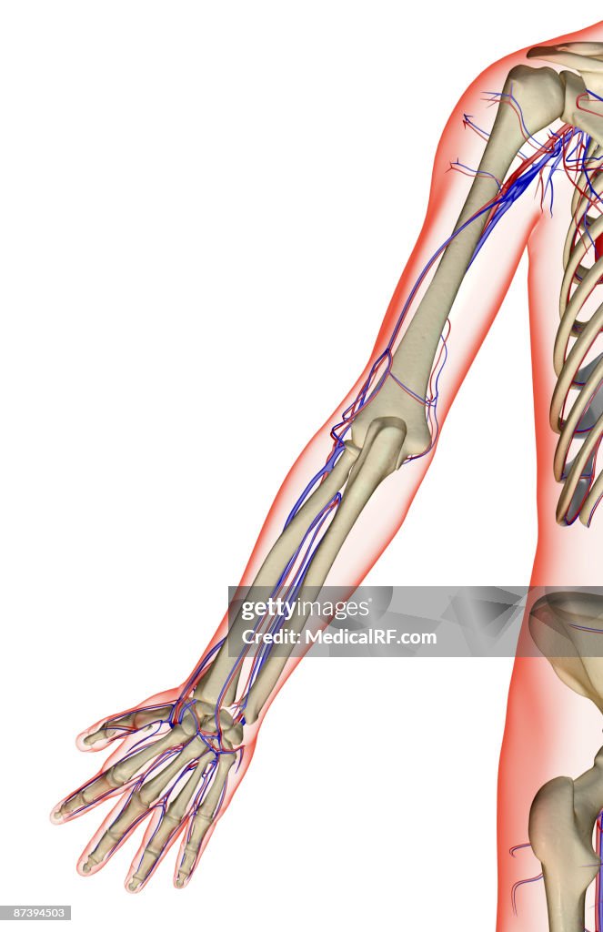 The blood supply of the upper limb
