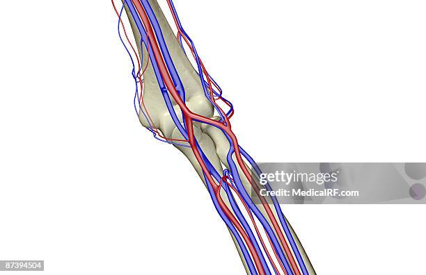 ilustrações de stock, clip art, desenhos animados e ícones de the blood supply of the elbow - cotovelo