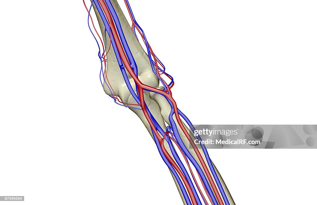 The blood supply of the elbow