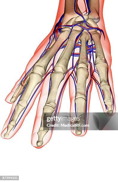 the blood supply of the hand - dorsal metacarpal artery stock illustrations