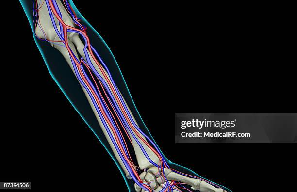 ilustraciones, imágenes clip art, dibujos animados e iconos de stock de the blood supply of the forearm - vena radial