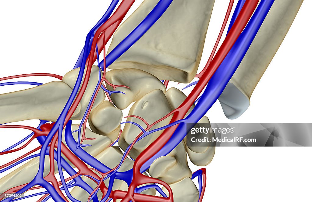 The blood supply of the wrist
