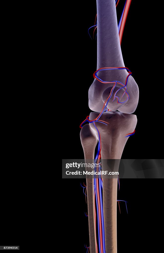 The blood supply of the knee