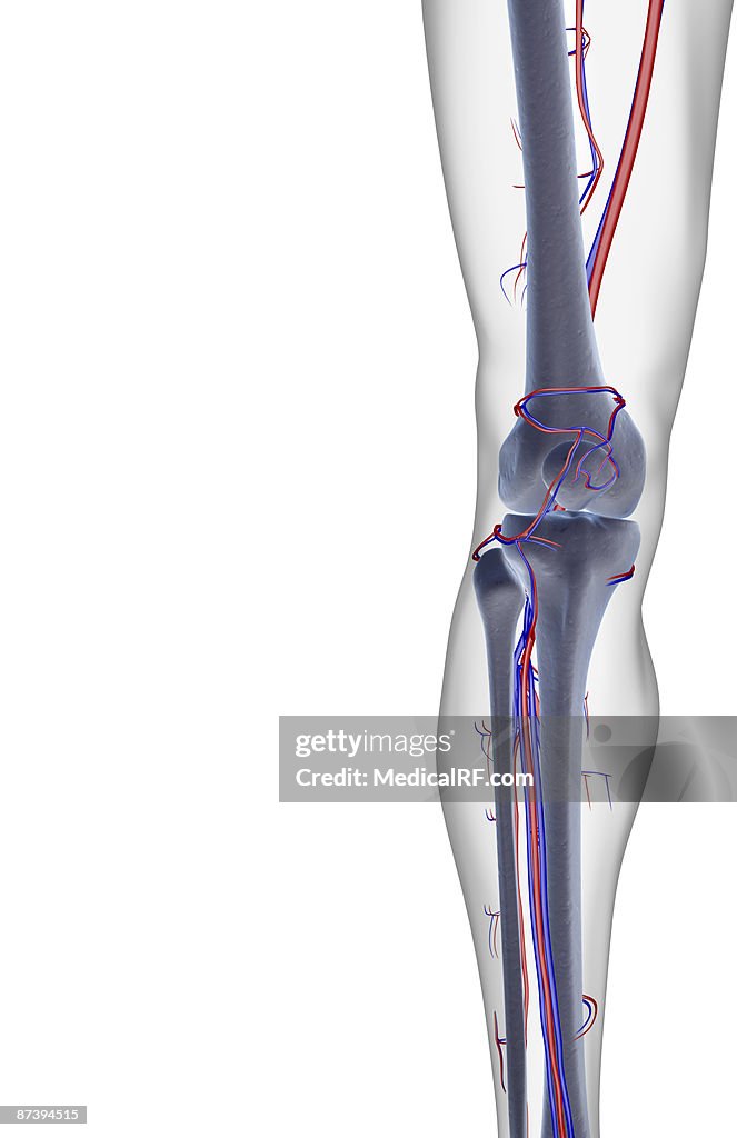 The blood supply of the knee