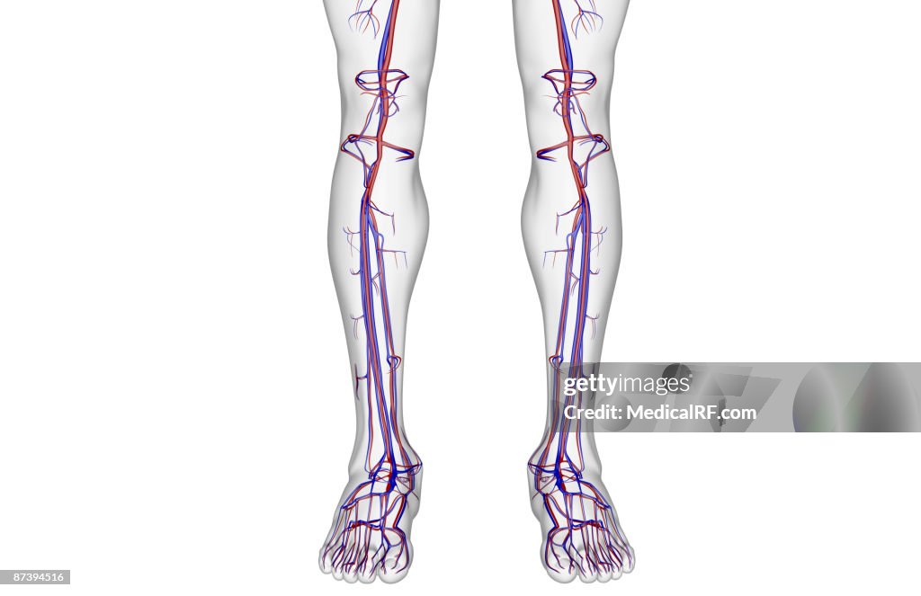 The blood supply of the leg