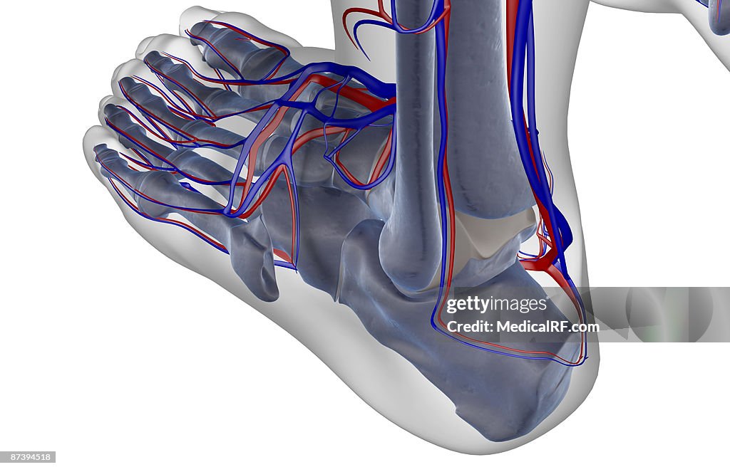 The blood supply of the foot