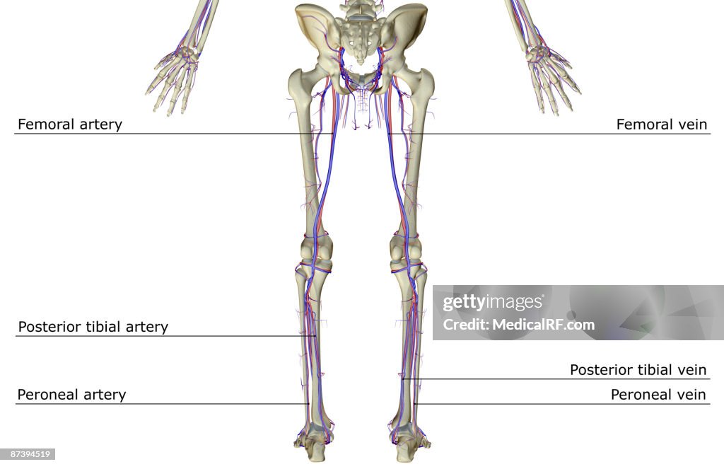 The blood supply of the lower body