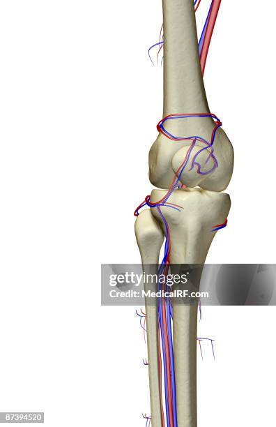 the blood supply of the knee - anterior tibial vein stock illustrations