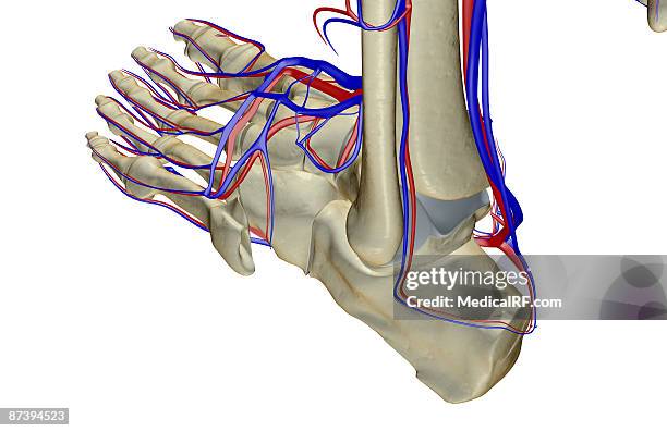 the blood supply of the foot - posterior tibial vein stock illustrations