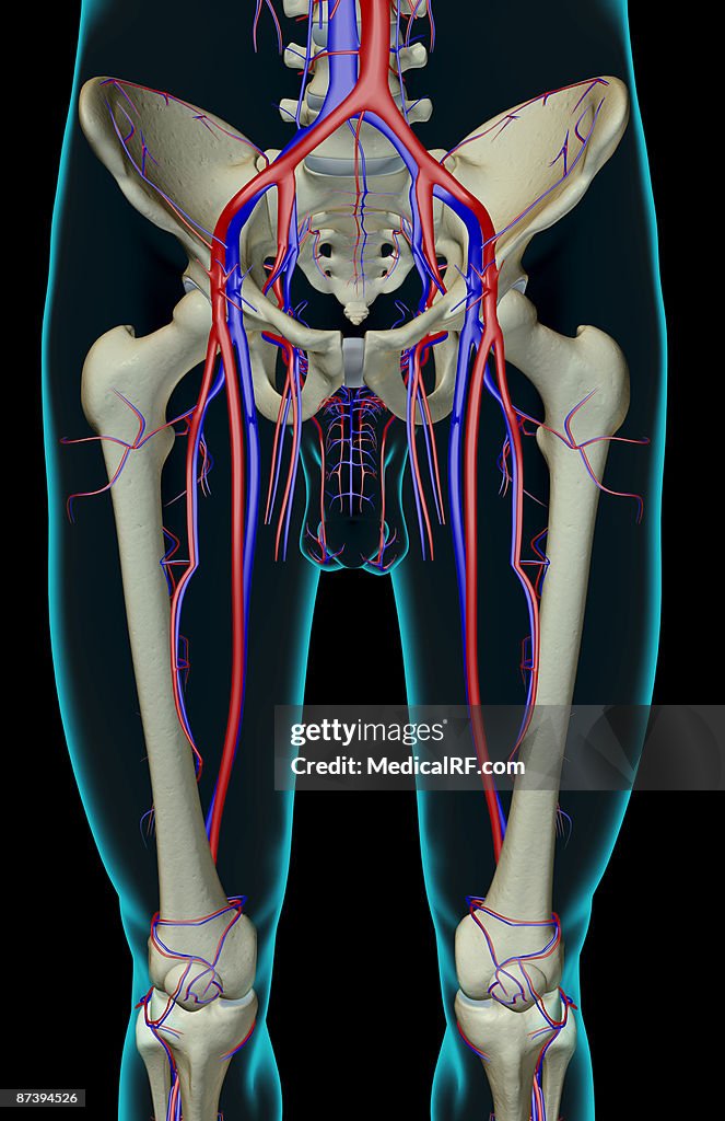 The blood supply of the lower limb