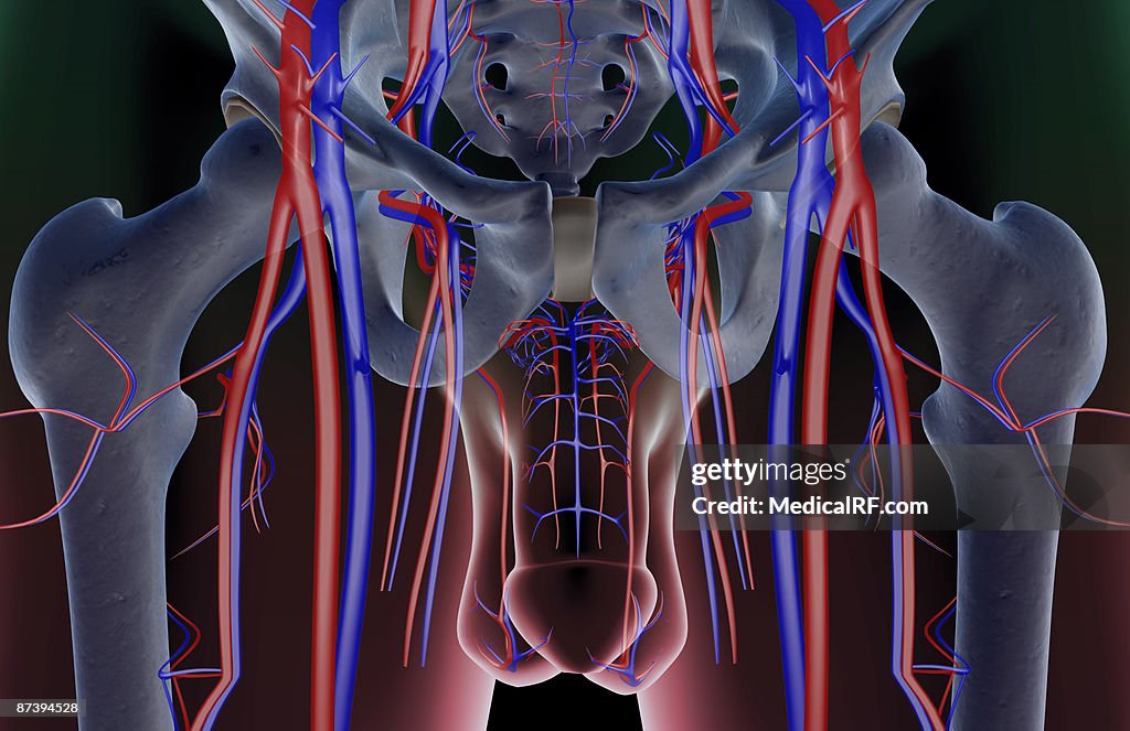 The blood supply of the pelvis