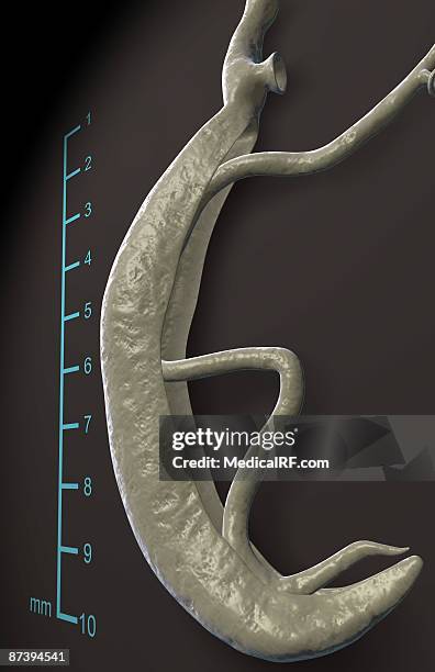 schistosoma - schistosoma stock illustrations