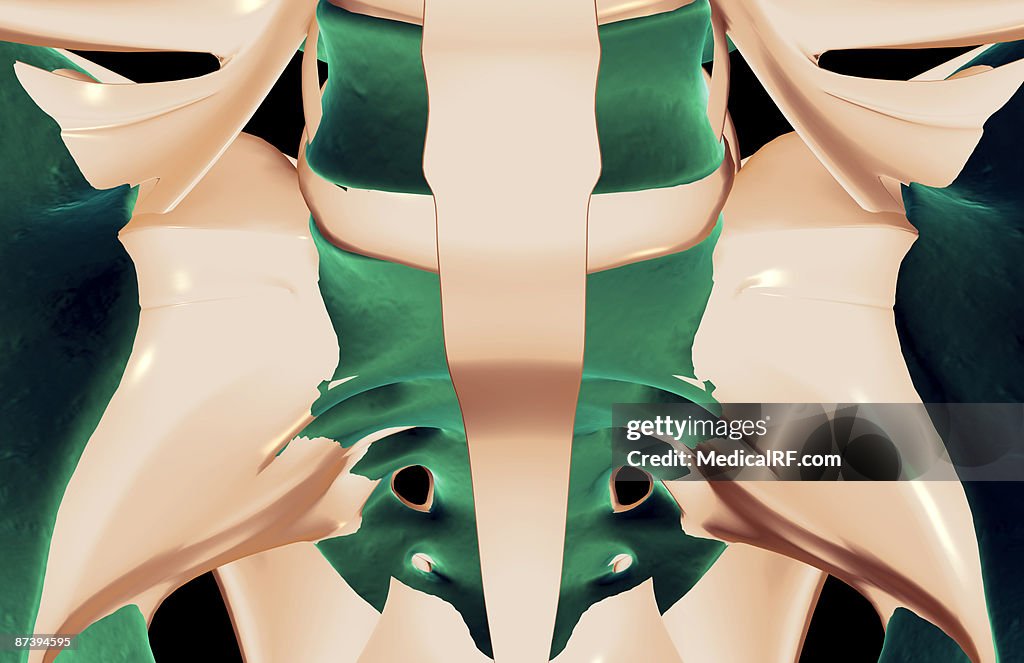 The ligaments of the pelvis