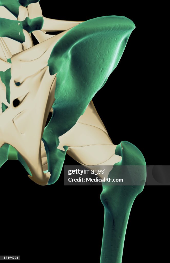 The ligaments of the hip
