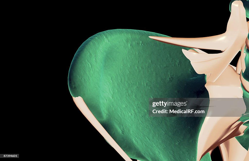 The ligaments of the hip