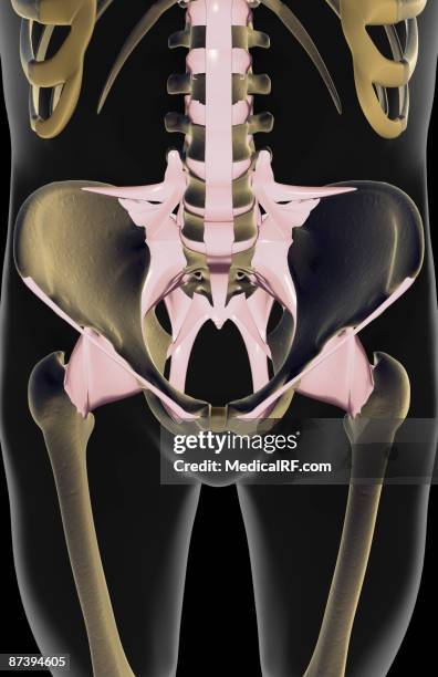 the ligaments of the pelvis - sacrospinous ligament stock illustrations