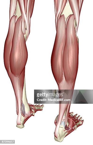 the muscles of the legs - gastrocnemius stock illustrations