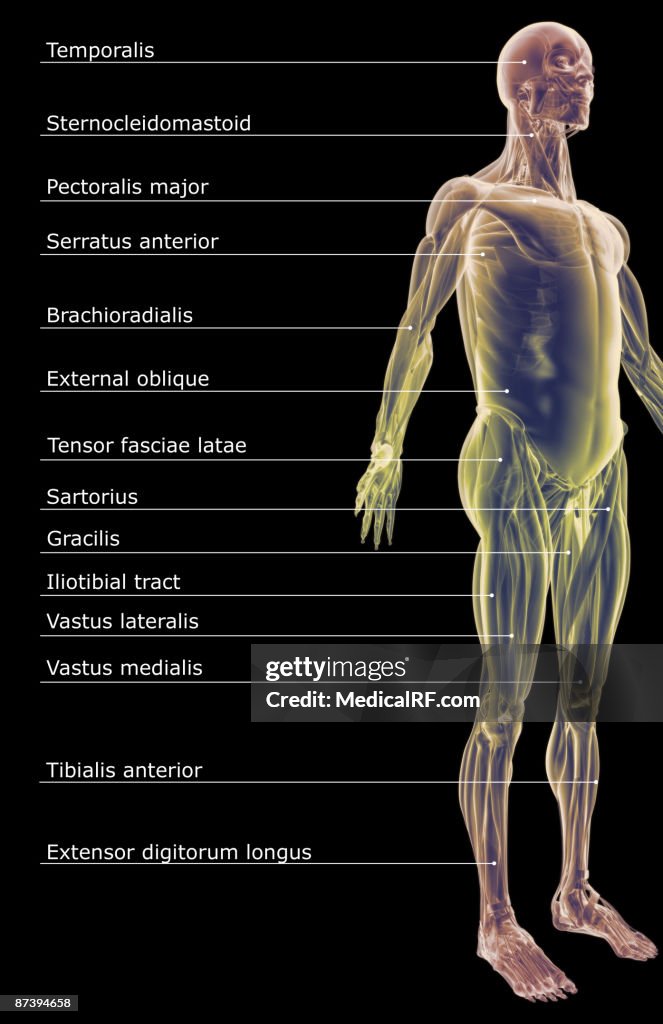 The muscular system