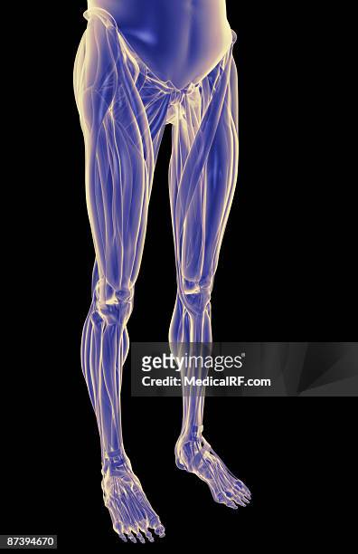 illustrazioni stock, clip art, cartoni animati e icone di tendenza di the muscles of the lower body - tibialis anterior muscle