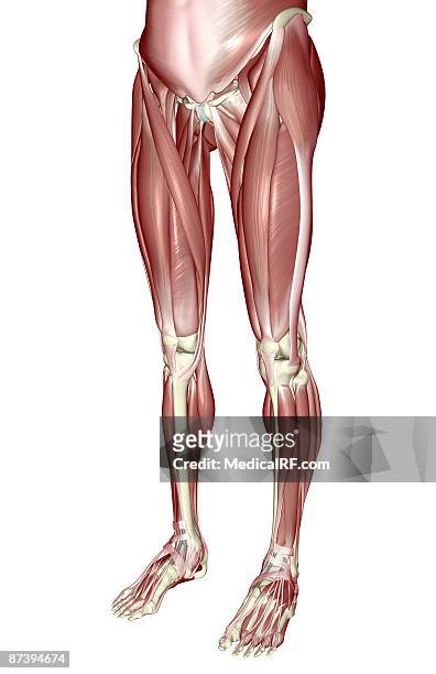 illustrazioni stock, clip art, cartoni animati e icone di tendenza di the muscles of the lower body - tibialis anterior muscle
