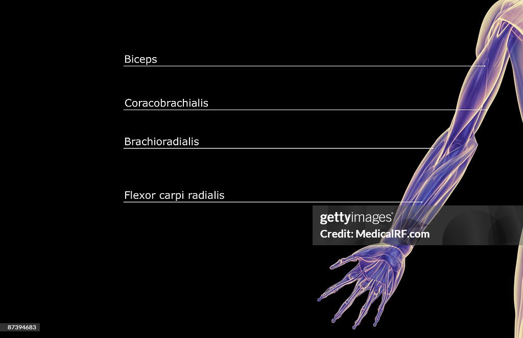 The Muscles Of The Upper Limb High Biology Diagrams
