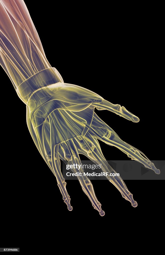 The muscles of the hand