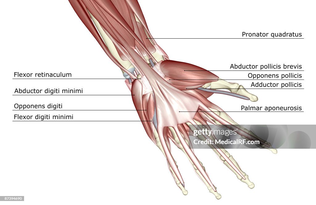 The muscles of the hand