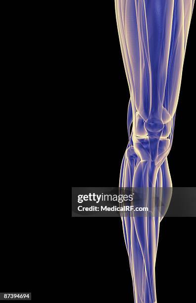 illustrazioni stock, clip art, cartoni animati e icone di tendenza di the muscles of the knee - tibialis anterior muscle