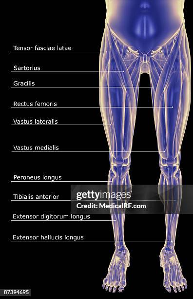 stockillustraties, clipart, cartoons en iconen met the muscles of the lower body - tibialis anterior muscle