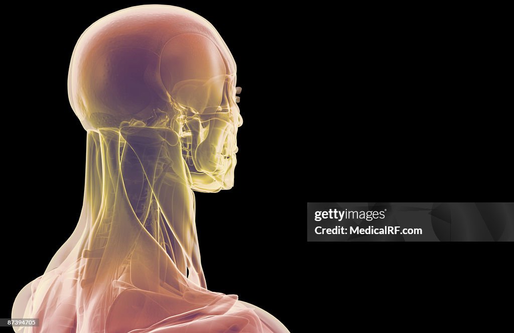 The muscles of the head and neck