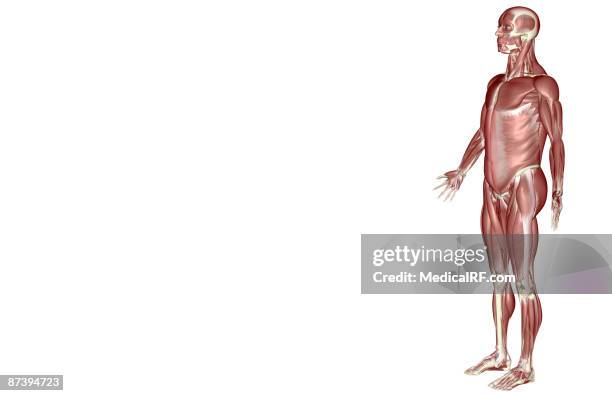 stockillustraties, clipart, cartoons en iconen met the muscular system - voorste getande spier