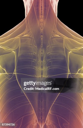 Upper Body Vector Image The Muscles Of The Upper Body High-Res Vector Graphic - Getty Images