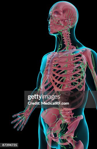 Limf Body The Lymph Supply Of The Upper Body High-Res Vector Graphic - Getty Images