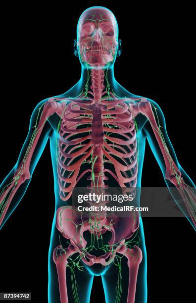 illustrations, cliparts, dessins animés et icônes de the lymph supply of the upper body - chyle
