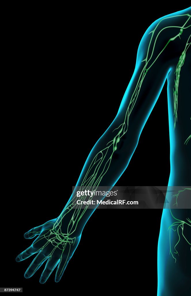 The lymph supply of the upper limb