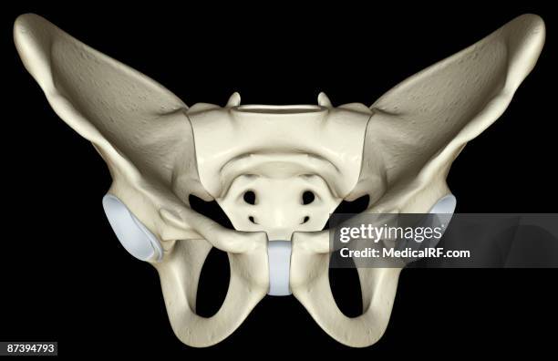 Symphysis Examples Pubic Symphysis Photos and Premium High Res Pictures - Getty Images