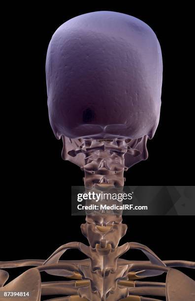 ilustraciones, imágenes clip art, dibujos animados e iconos de stock de the bones of the head and neck - hueso occipital