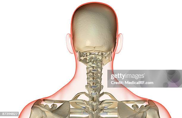 ilustraciones, imágenes clip art, dibujos animados e iconos de stock de the bones of the head and neck - hueso occipital